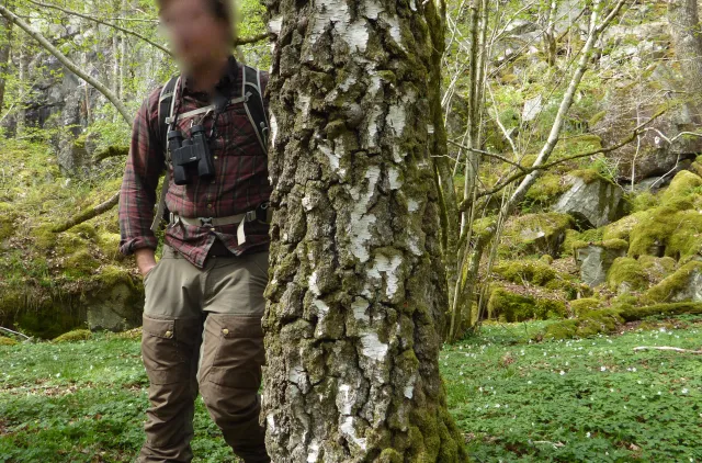 person som står ved et stort tre i en skog
