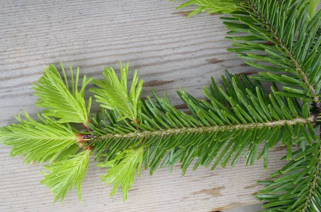 Nærbilde av en edelgrankvist.