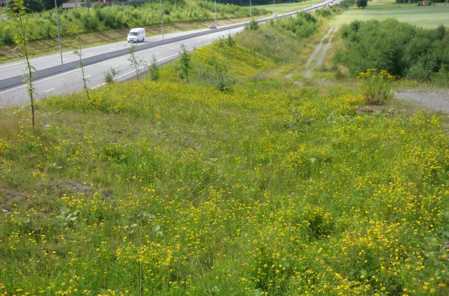 Grå landevei med grønne veiskråninger fulle av gule blomster