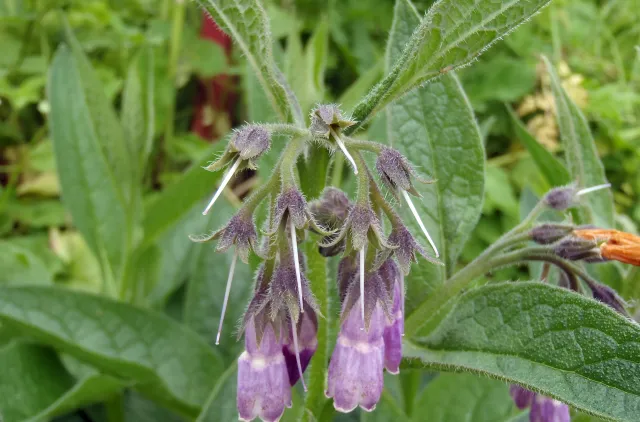 Lilla hengende blomster, på grønn bakgrunn av blader og stilker