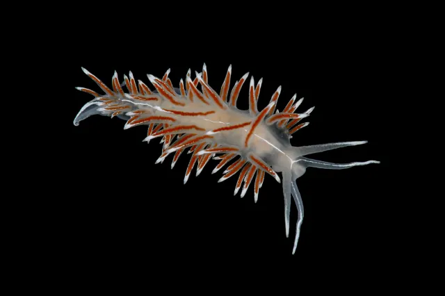 Coryphella lineata på sort bakgrunn