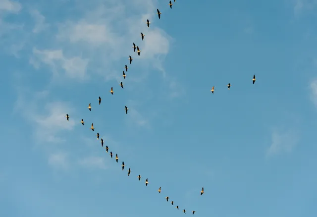 gjess som flyr i plog