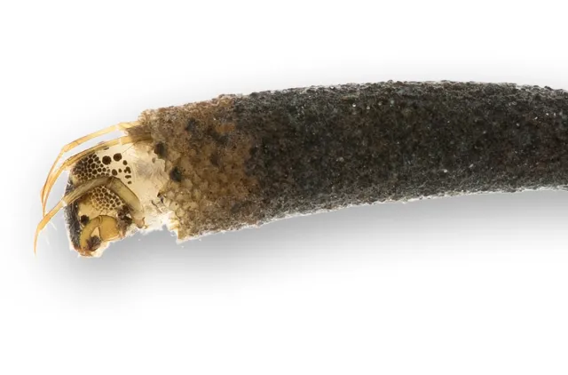 Larve av Beraeodes minutus