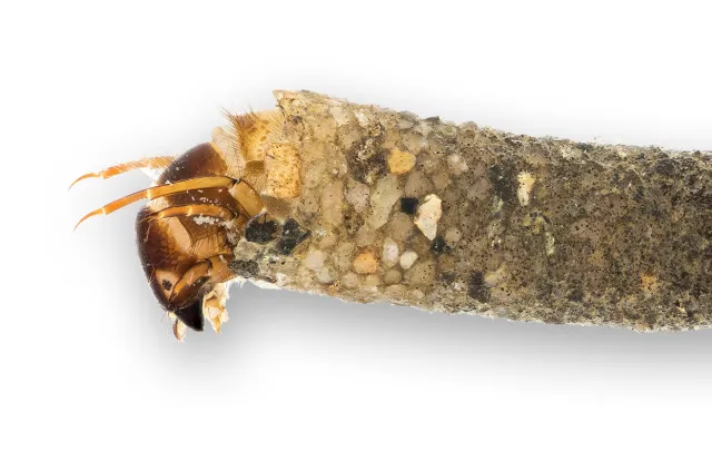 Larve av vårfluearten Sericostoma personatum