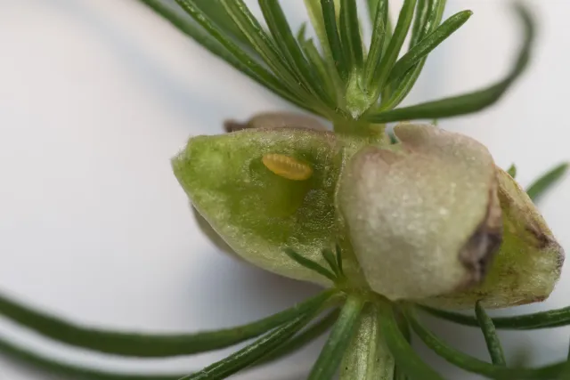 Galler av gallmygg på plante