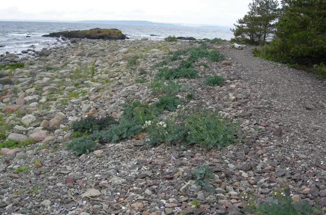mark med grus og stein på en strand ved sjøen