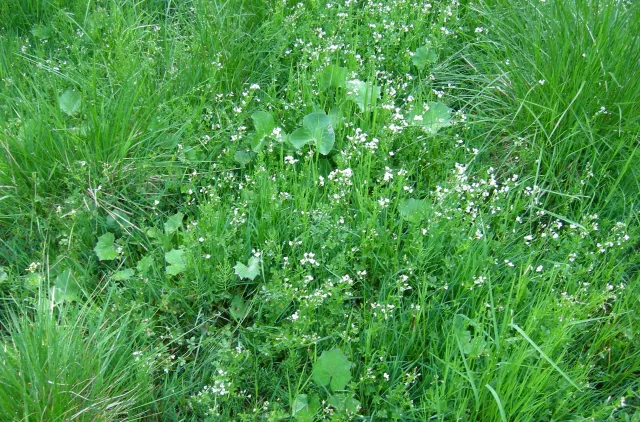 Tett beplantet område med grønne urter og små, hvite blomster.