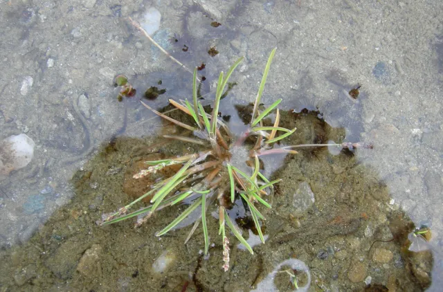 Grønn plante med lange stengler, vokser i grunt vann på en steinete bunn.