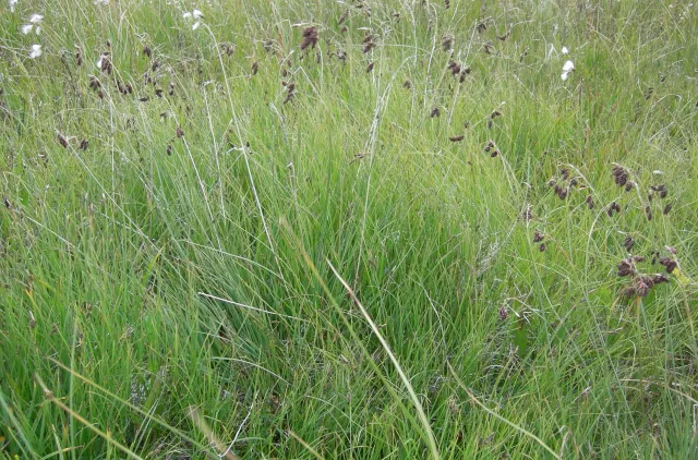 Grunnmyr med høy grønn vegetasjon og mørkebrune blomsterstengler.