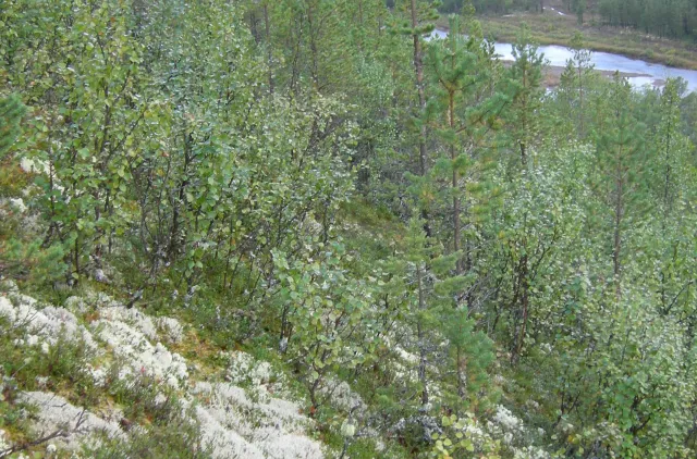 Skog med bjørk og furu