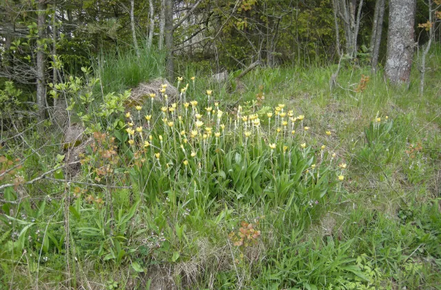 Blomster i en veikant