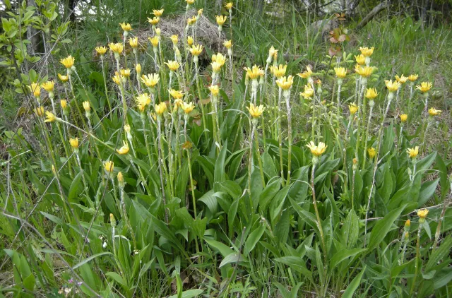 Gule blomster i en veikant