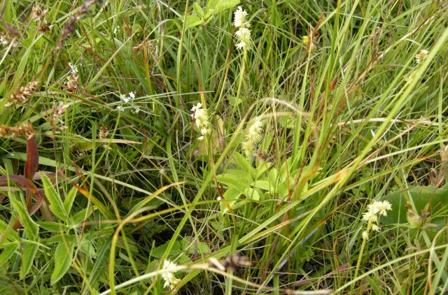 Hvite blomster i grønt gressland med varierte vekster rundt.