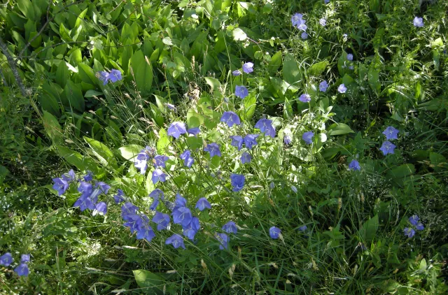 Blå blomster med fem kronblader vokser blant grønt gress.