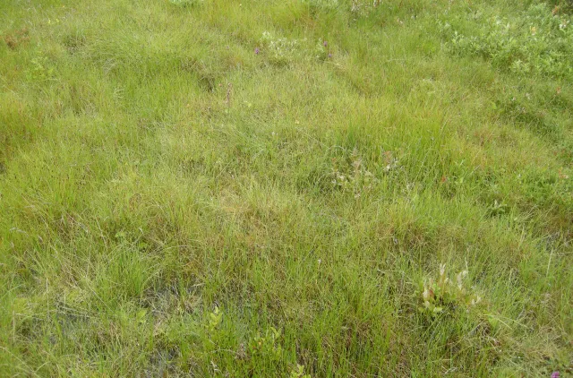 Grønt gress og lav vegetation dekker bakken i et åpent område.