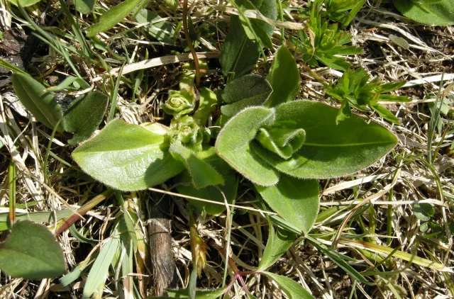 Grønn plante med tykke blader som vokser blant gress.