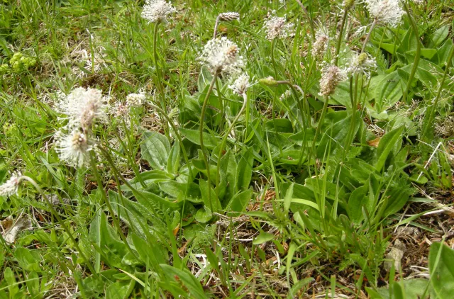 Grønt plante med hvite blomster som vokser på et gresskledd område.