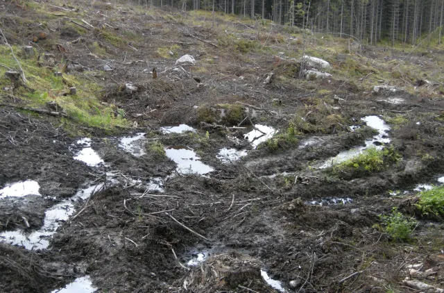 Skog med markskader etter hogstmaskin