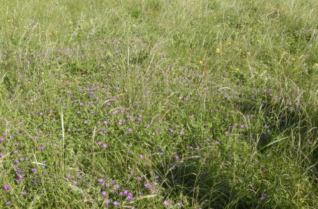 Grønt gress med lilla blomster sprunget opp i et åpent område.