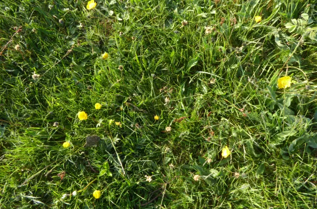 Gressdekket område med små gule blomster og grønt gress.