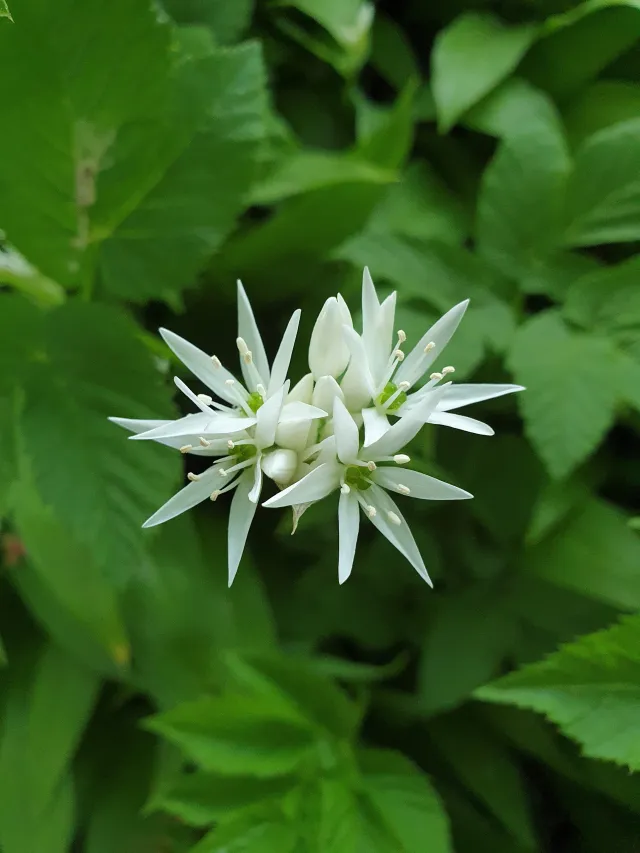 Nærbilde av ramsløk blomst, hvit blomst.