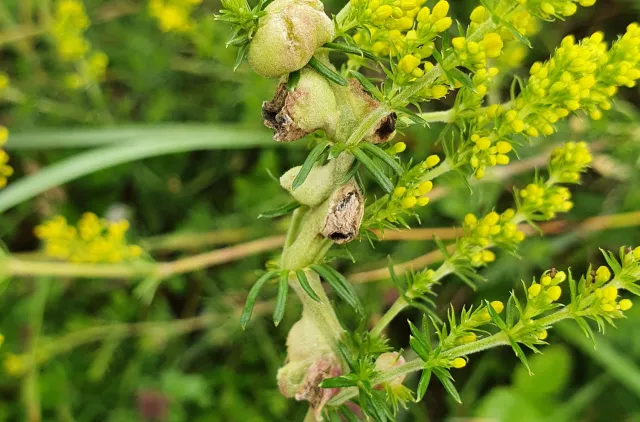 Galler av gallmygg på plante