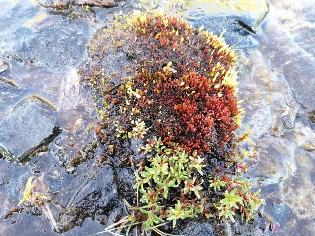 Ptychostomum cryophilum