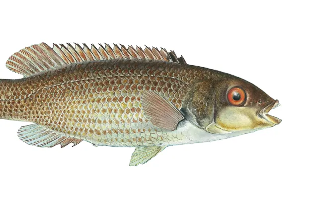 Brungylden fisk med store skjell og stor piggete ryggfinne og store røde øyne.d brune og gyldne flekker, svømmer i åpnet vann.