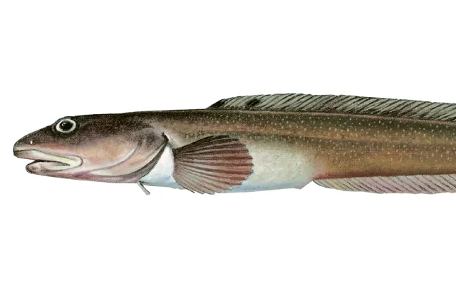 Brun avlang fisk med lysere små flekker