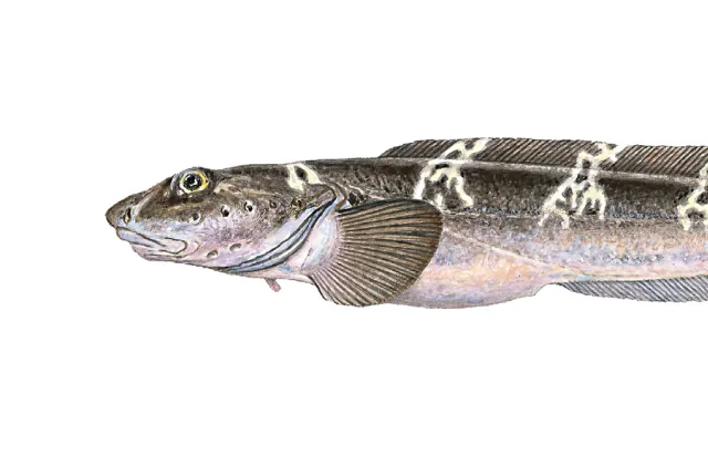 illustrasjon av åleaktig fisk