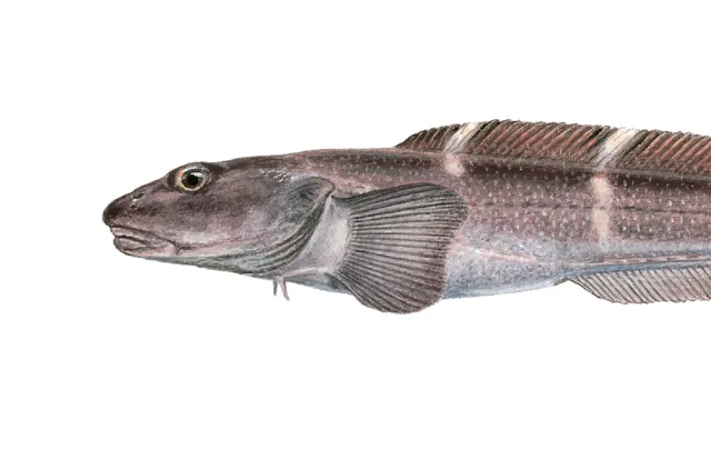 Fisk med avlang, brun kropp med lyse tversgående striper.