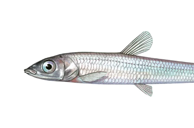 Sølvfarget fisk med langstrakt kropp. Store skjell med glans av ulike farger. Stort øye.