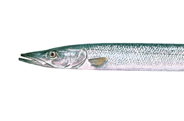 Lang, smal sølvfargede fisk med smal kropp.