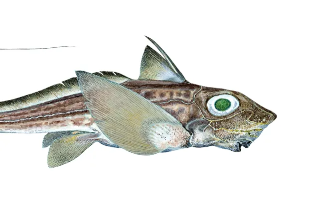 Fisk med pisklignende hale, store og vingeaktige bukfinner, og store øyne med grønn pupill.