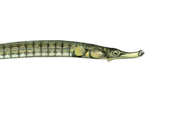 Bildet viser illustrasjon av liten kantnål