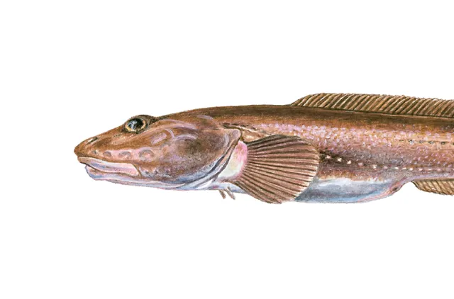 illustrasjon av brun, avlang fisk