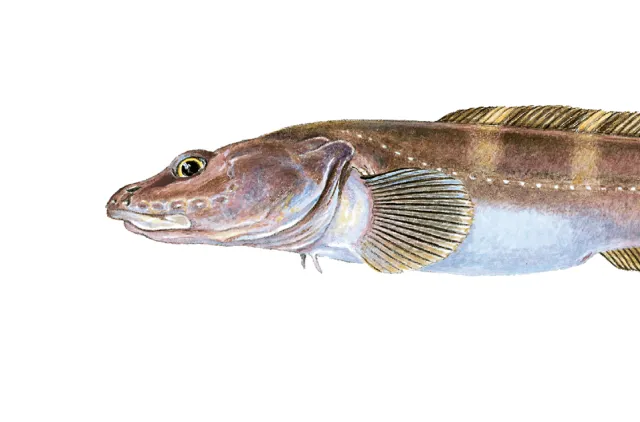 Illustrasjon av en brun fisk med lysere tversgående striper