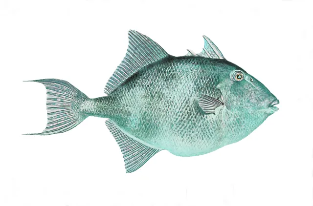 Bildet viser illustrasjon av avtrekkerfisk