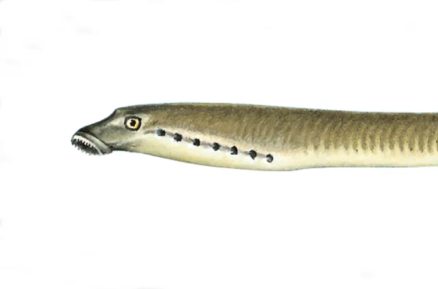 illustrasjon av åleaktig fisk