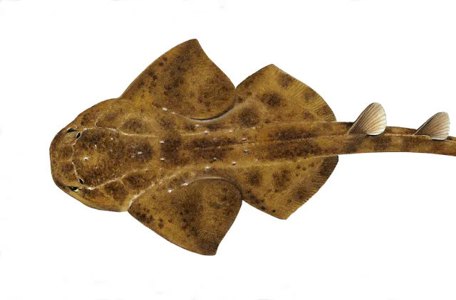Illustrasjon av brun fisk med vingeaktige finner og lang hale