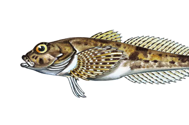 Fisk med stort bredt hode der øynene sitter høyt oppe. Lysebrun grunnfarge tett flekket med mørkere mønstre. Buk og bukfinner hvite eller fargeløse. Spisse finnestråler med hvite og brune flekker.