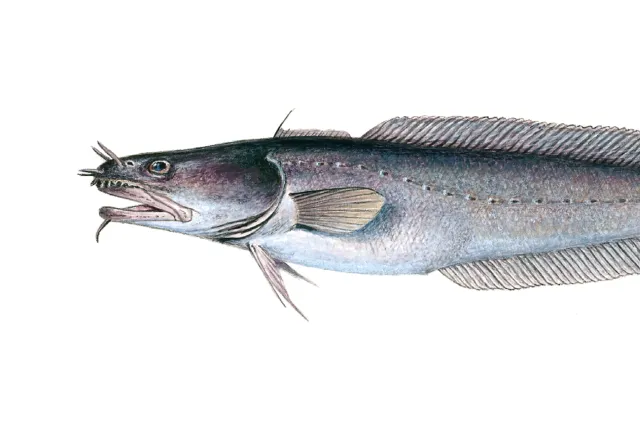 Sølvfarget til mørk fisk med lang kropp og tydelige kontinuerlige finner. Følehorn på nesen og skjeggtråd på haken