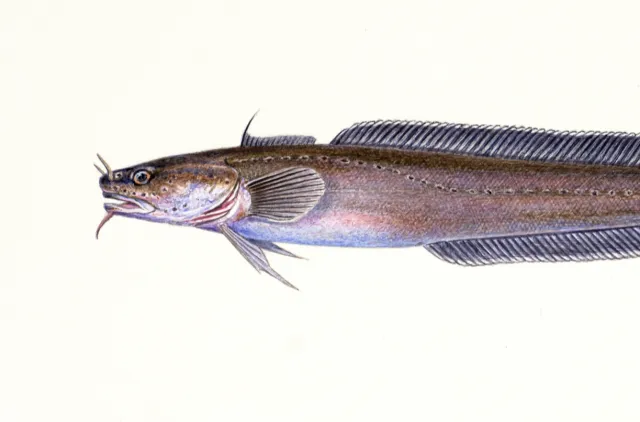 Sølvfarget til mørkbrun fisk med lang kropp og tydelige kontinuerlige finner. Følehorn på nesen og skjeggtråd på haken