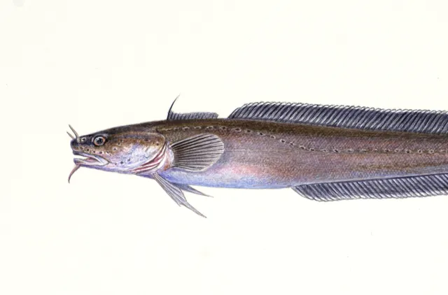Sølvfarget til mørkbrun fisk med lang kropp og tydelige kontinuerlige finner. Følehorn på nesen og skjeggtråd på haken