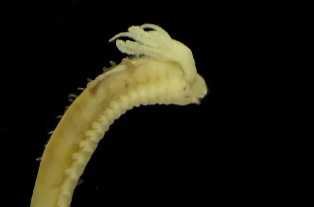 Bilde av Melinna palmata