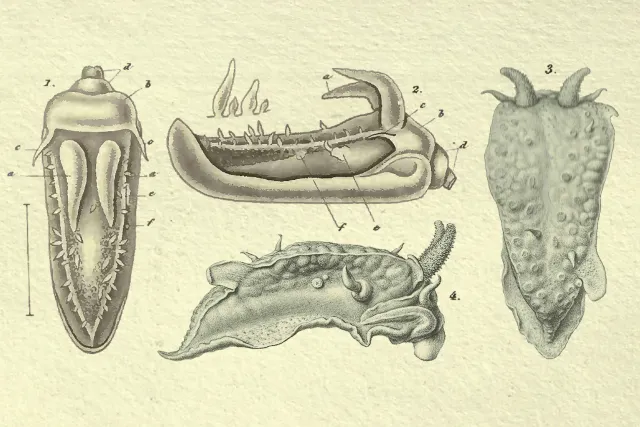 Tegning av Goniaeolis typica fra alle vinkler
