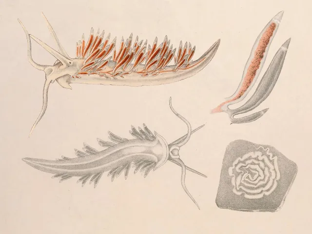 Detaljert tegning av Coryphella gracilis og egg