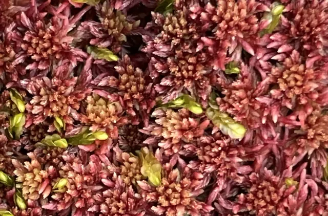 nærbilde av rød torvmose