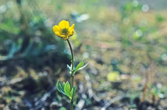 En småvokst plante med en gul blomst