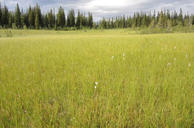 Bildet viser slåttemyr, grubbmyra, Røyrvik.